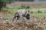 BOUVIER DES ARDENNES 156